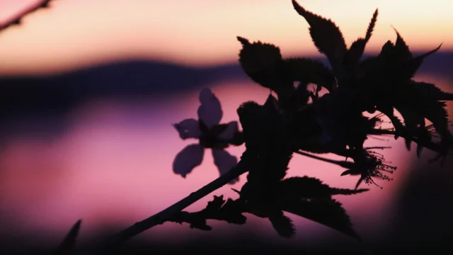 Valborg och långhelg! 🌸 

Körsbärsträden blommar och vi har magiska vår-solnedgångar. Snart är det långhelg och då har vi öppet i restaurangen onsdag-lördag från 17-sent. Kom förbi för lite mat, något att dricka och solnedgången vid havet.

På fredag 2/5 kl 19 kör vi dessutom quiz och på söndag 4/5 kör vi säsongens första brunch! Välkomna!

Vill ni besöka ett mysigt Valborgsfirande rekommenderar vi en 30-min promenad ner till valborgseld och vårsången vid Lyckorna kvarn.

/welcome to celebrate the Walpurgis night and the arrival of spring with us this week.

#valborg #valborgsmässoafton #vår #nukommervåren #brunch #solnedgång #körsbärsblommor #walpurgisnight