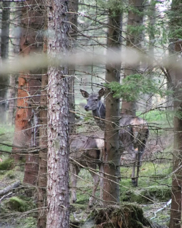 Nu är det verkligen vår! Och djuren man förut inte såg har börjat dyka upp överallt. Eller så är det kanske vi som har tagit oss ut i naturen desto mer. Här kommer bilder på ett axplock av dem vi stött på när kameran varit med. Kolla in den lilla ejderungen som sticker ut huvudet under mamman i redet!

//spring time is here and the wild animals can be seen everywhere in our surroundings.

#utochnjut #vandring #skogen #kronhjort #rådjur #ejder #grågås #svan #bohuslän #vår #fågelungar #älg